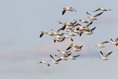 snow geese 050811_MG_7437