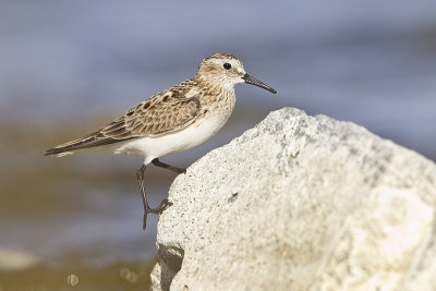 baird's sandpiper 051711_MG_3299