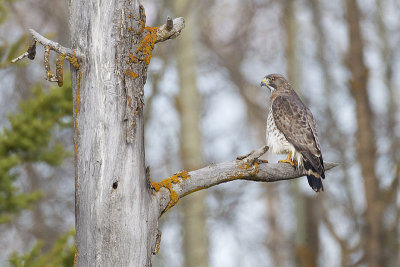 broad-winged hawk 050911_MG_8644