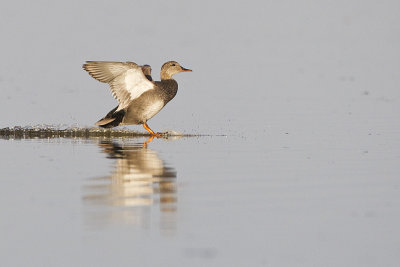 gadwall 051011_MG_8919