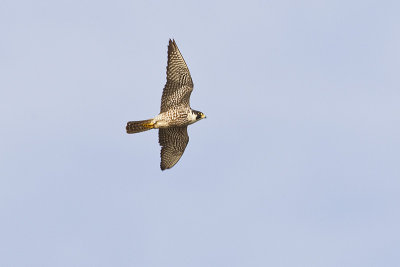peregrine falcon 051711_MG_3645