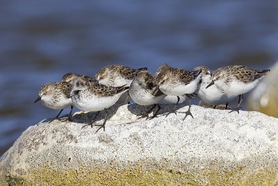 semipalmated sandpipers 051411_MG_0847
