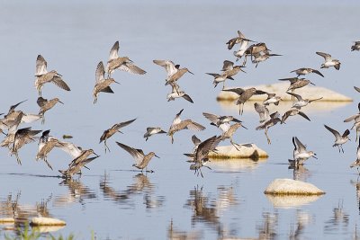 stilt sandpiper 051811_MG_4154