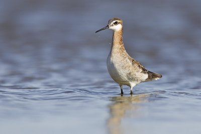 wilson's phalarope 051411_MG_0736