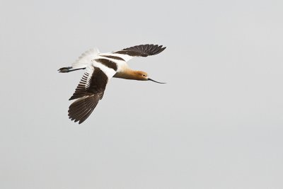american avocet 052111_MG_4999