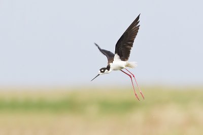 black-necked stilt 052211_MG_6170