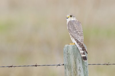 merlin 052111_MG_4805
