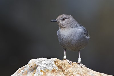 american dipper 052911_MG_8713