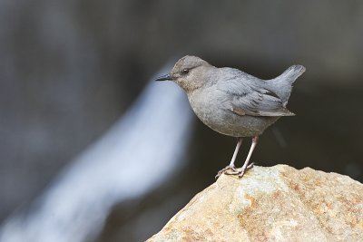 american dipper 052911_MG_8814