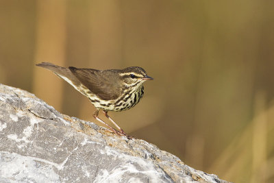 northern waterthrush 052811_MG_7353