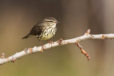 northern waterthrush 052811_MG_7405