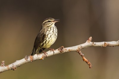 northern waterthrush 052811_MG_7453