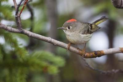 Ruby-crowned Kinglets