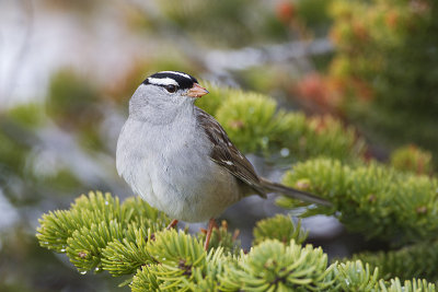 white-crowned sparrow 052811_MG_7803