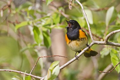 american redstart 060411_MG_0202