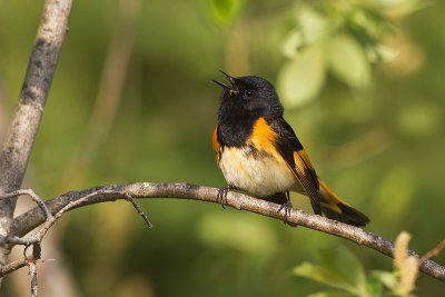 american redstart 060411_MG_0377