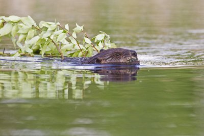 beaver 060211_MG_9350