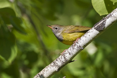 connecticut warbler 060411_MG_9823