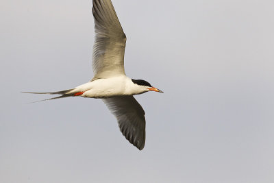 forster's tern 053111_MG_9006