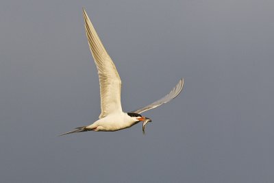 forster's tern 053111_MG_9122