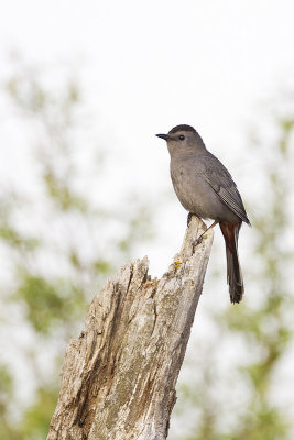 gray catbird 060211_MG_9443