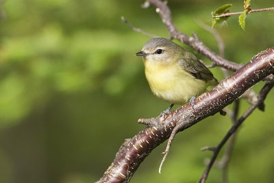 philadelphia vireo 060411_MG_0050
