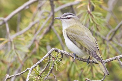 red-eyed vireo 060411_MG_9498