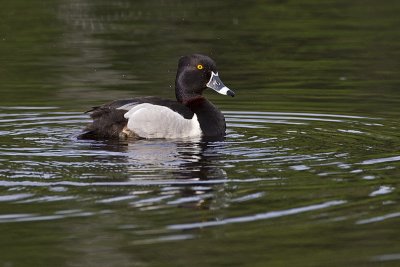 ring-necked duck 060211_MG_9172