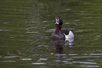 ring-necked duck 060211_MG_9191