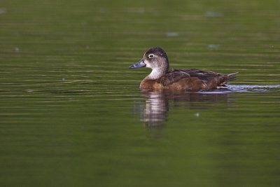 ring-necked duck 060211_MG_9210