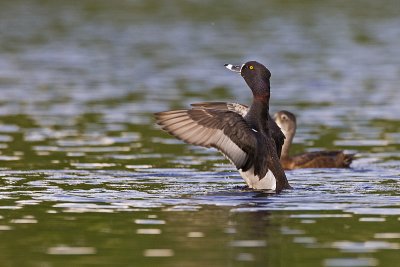 ring-necked duck 060211_MG_9414