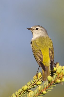 tennessee warbler 060511_MG_1099