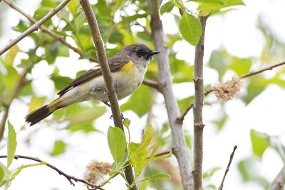 american redstart 061211_MG_2405