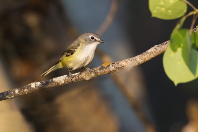 blue-headed vireo 060911_MG_1731
