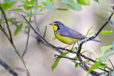 canada warbler 061211_MG_2700