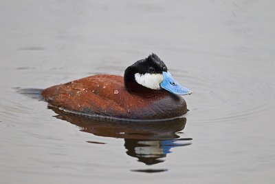 ruddy duck 060811_MG_1275