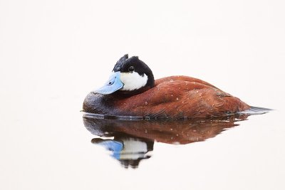 ruddy duck 060811_MG_1386