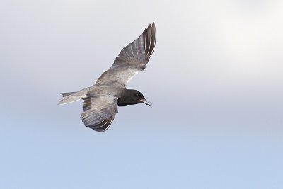 black tern 062211_MG_4595
