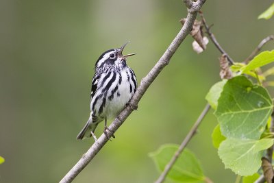 black and white warbler 061811_MG_4031