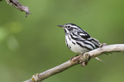 black and white warbler 061811_MG_4070