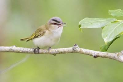 red-eyed vireo 061711_MG_3683