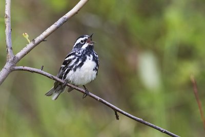 black and white warbler 062511_MG_7094