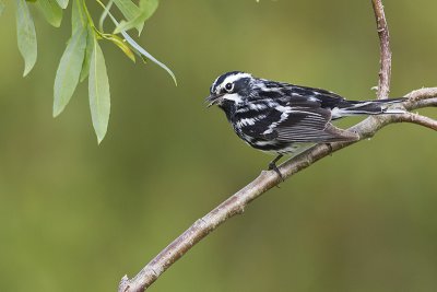 black and white warbler 062511_MG_7132