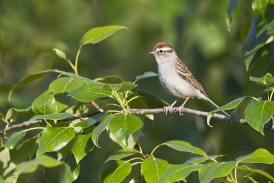 chipping sparrow 062611_MG_8792