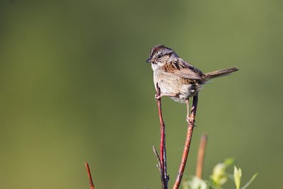 swamp sparrow 062611_MG_8837