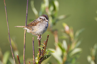 swamp sparrow 062611_MG_8896