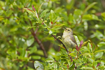 orange-crowned warbler 062511_MG_7390