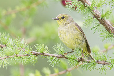 orange-crowned warbler 062511_MG_7445