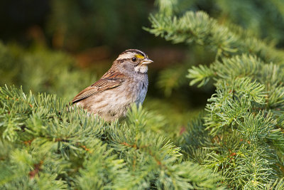 white-throated sparrow 062611_MG_7480