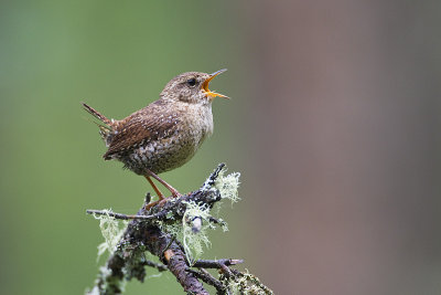 winter wren 062611_MG_8194